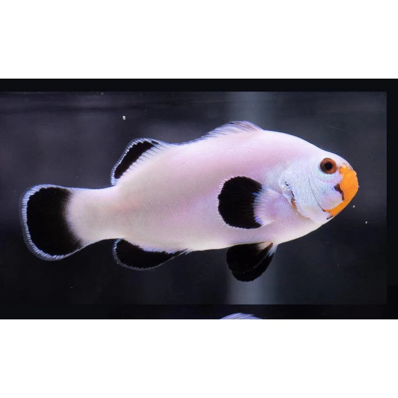 Clownfish - Ghost White (Amphiprion ocellaris) *Captive Bred* PAIR