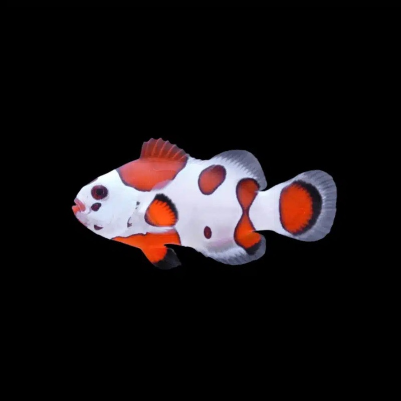 Clownfish - Orange Storm (Amphiprion ocellaris) *Captive Bred*