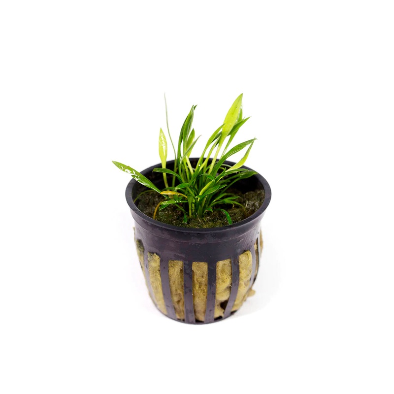 Cryptocoryne parva "Rare"
