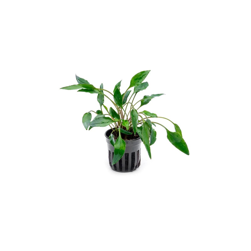 Cryptocoryne Undulata - various