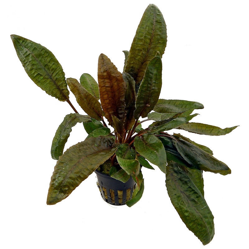 Cryptocoryne wendtii "Brown" - mesh pot