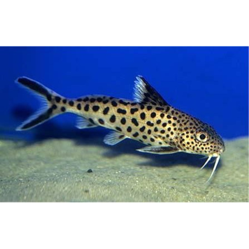 Cuckoo Catfish "Synodontis multipunctatus"