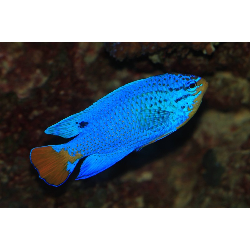 Damselfish - Orange Tail Blue (Chrysiptera cyanea)