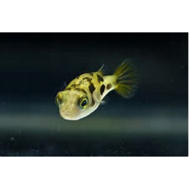 Dwarf Freshwater Puffer "Carinotetraodon travancoricus"