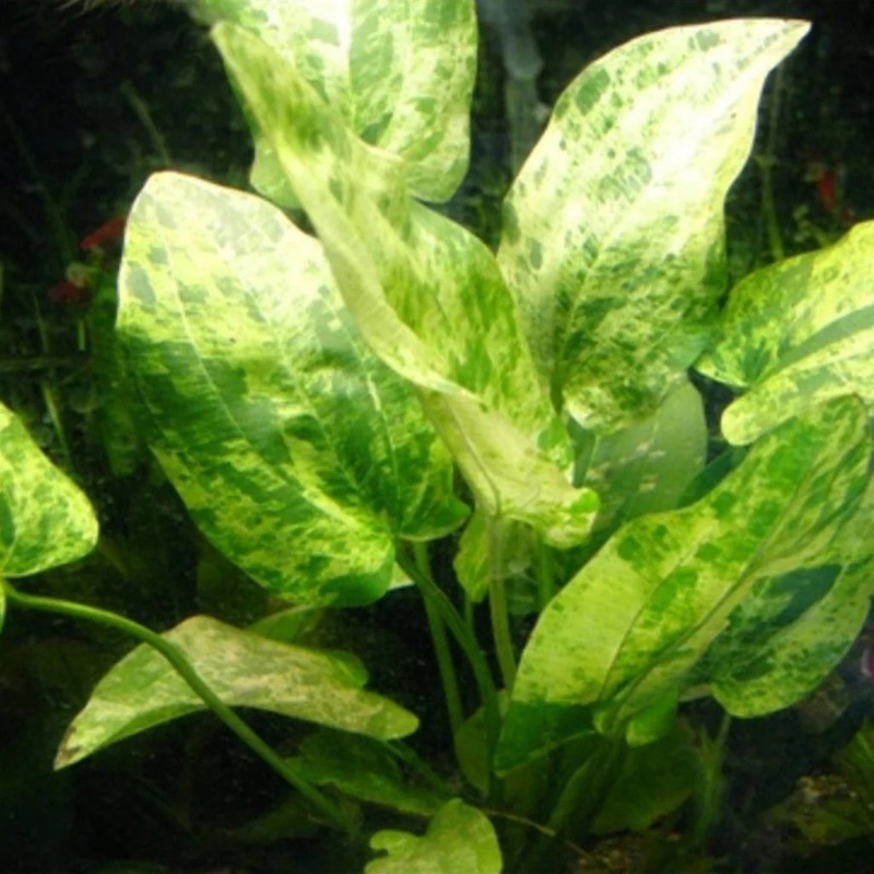 Echinodorus 'Marble Queen' Sword