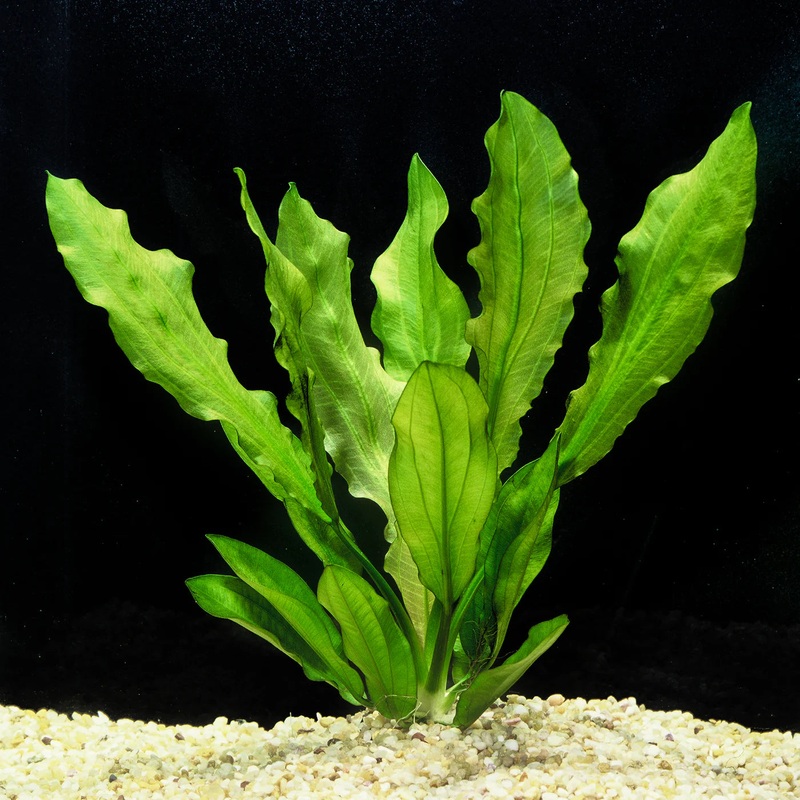 Echinodorus 'Martii/Major' Sword