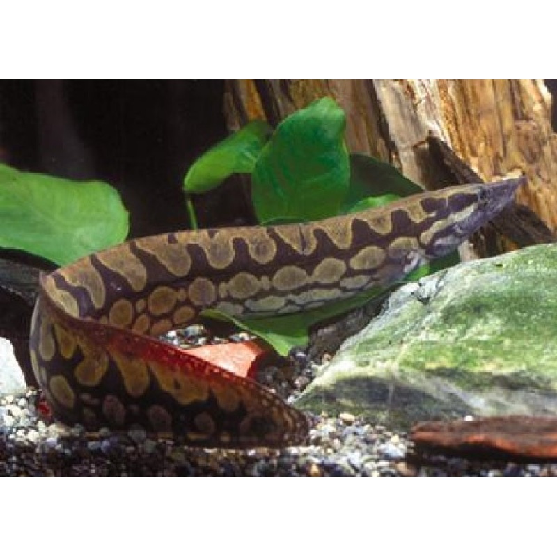 Eels _ Freshwater