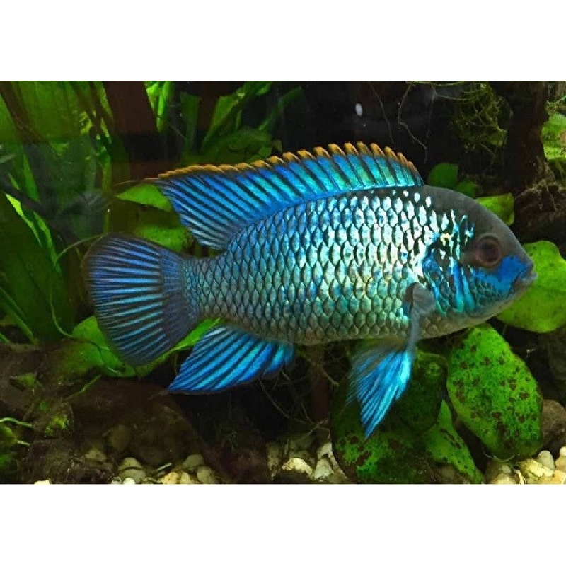 Electric Blue Acara "Andinoacara pulcher"