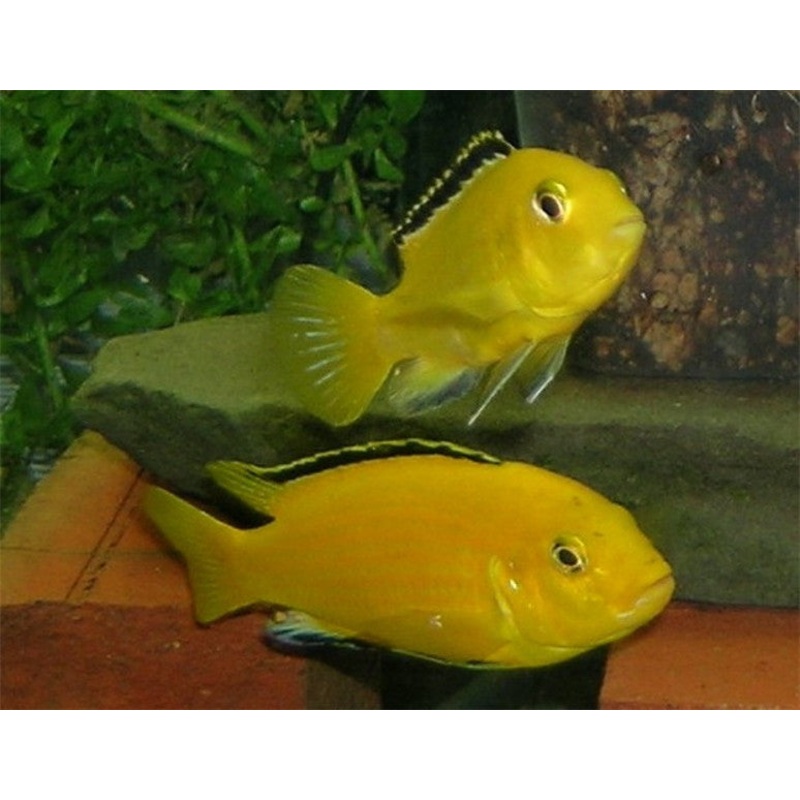 Electric Yellow Cichlid "Labidochromis caeruleus"