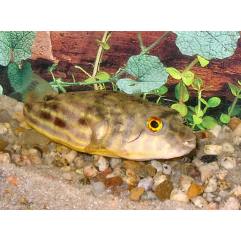Fahaka Puffer "Tetraodon lineatus"