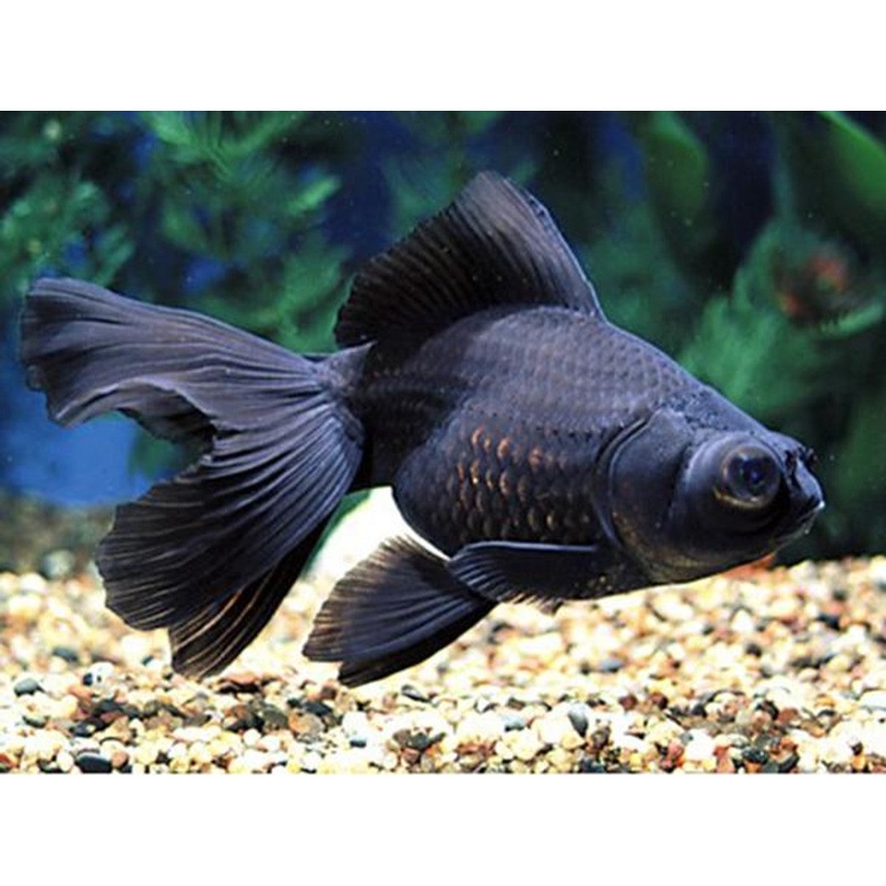 Goldfish - Black Moor 7cm