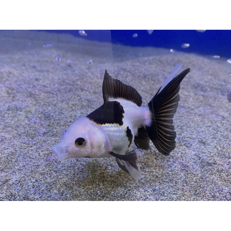 Goldfish - Panda
