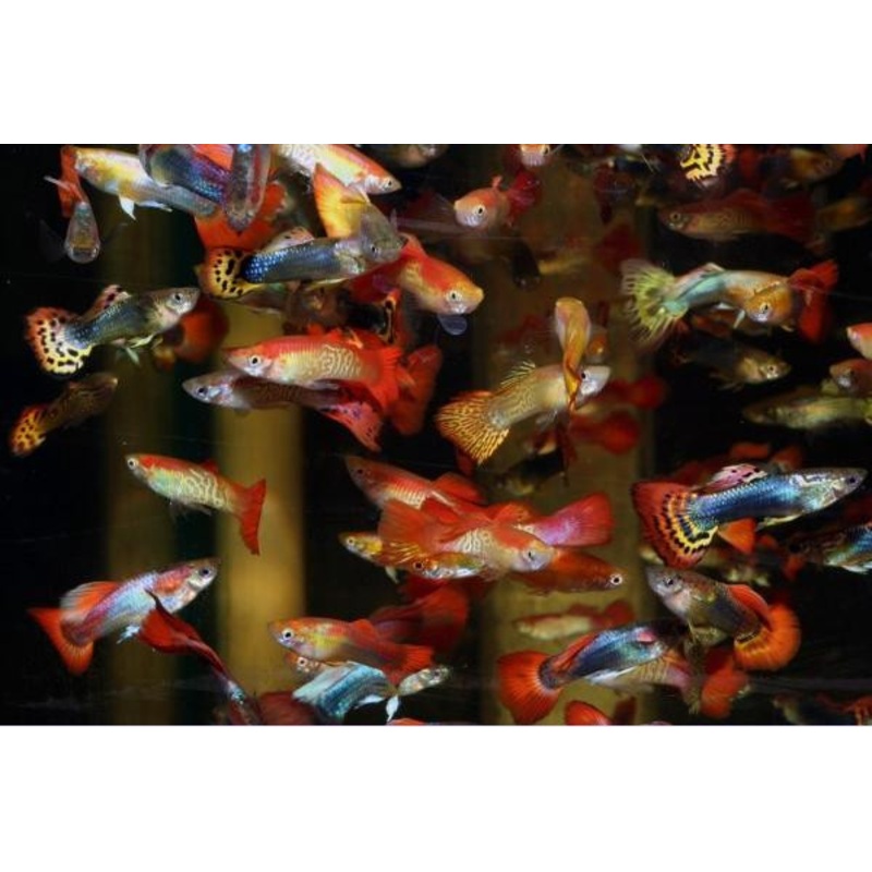 Guppy Fish "Poecilia reticulata"