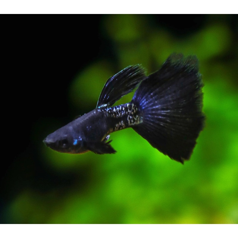 Guppy Metal Snakeskin