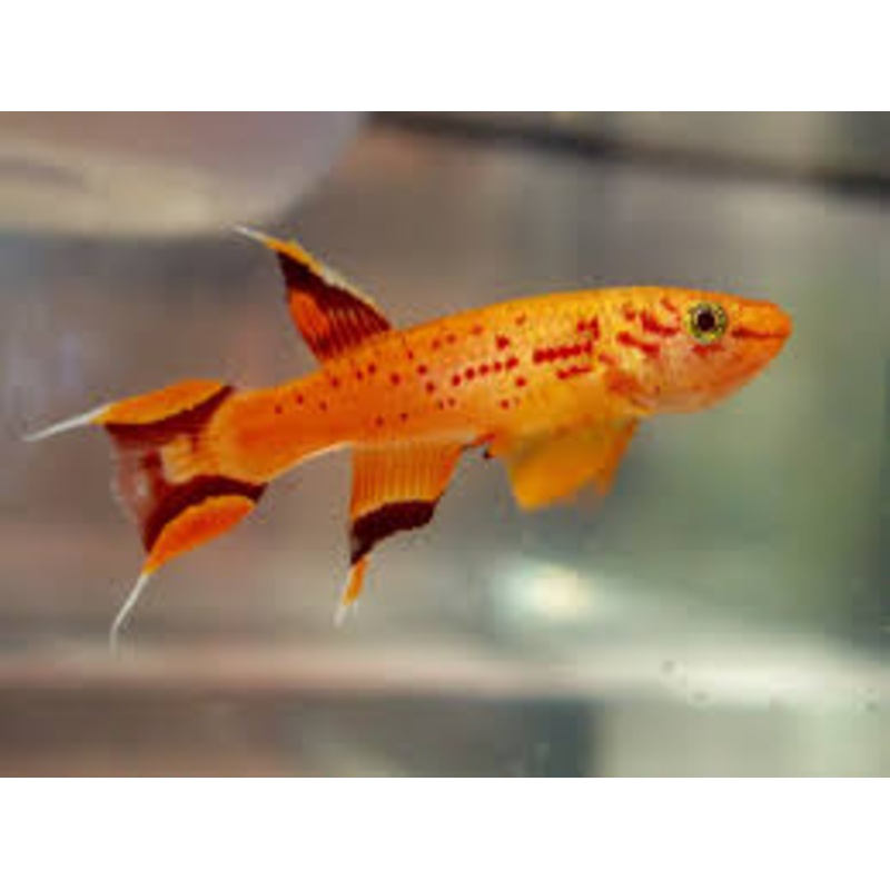 KIllifish - Gold Lyretail (Aphyosemion australe)