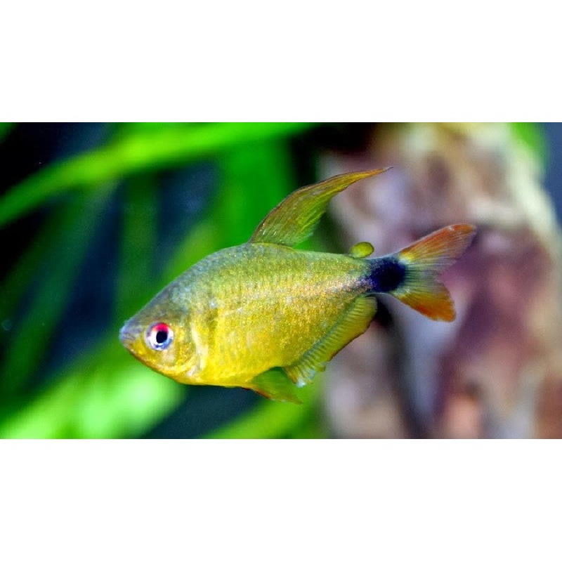 Kitty Tetra "Hyphessobrycon heliacus"