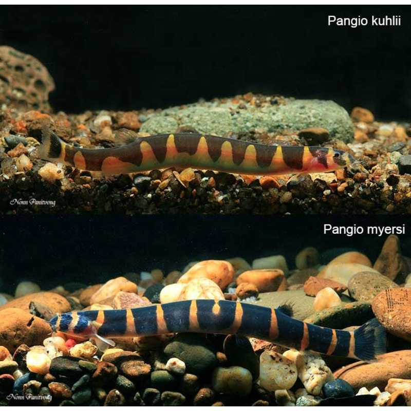 Kuhli Loach "Pangio kuhlii"