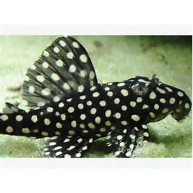L201 - Orinoco Angel Pleco Hypancistrus sp."