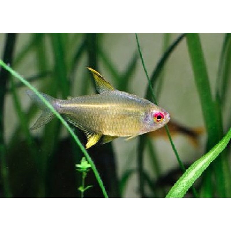 Lemon Tetra "Hyphessobrycon pulchripinnis"