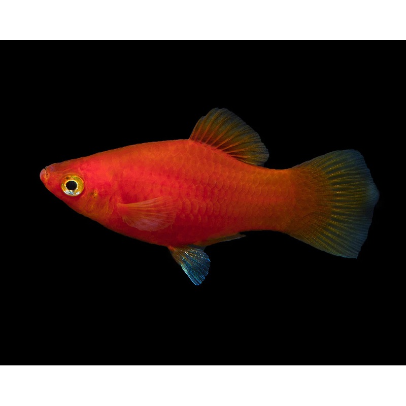 Platy Coral Red