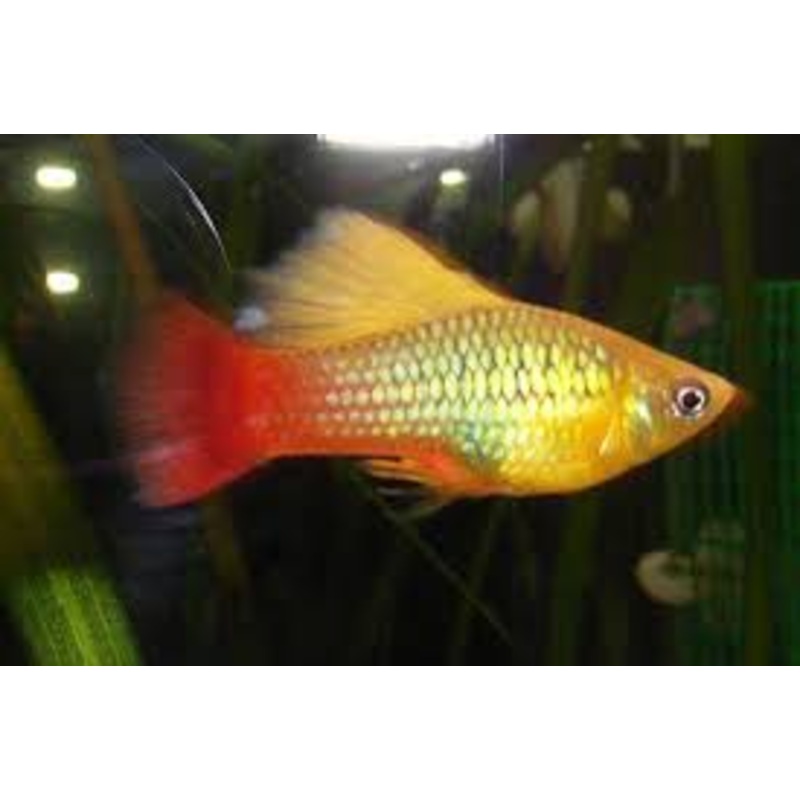 Platy Hi-Fin - various