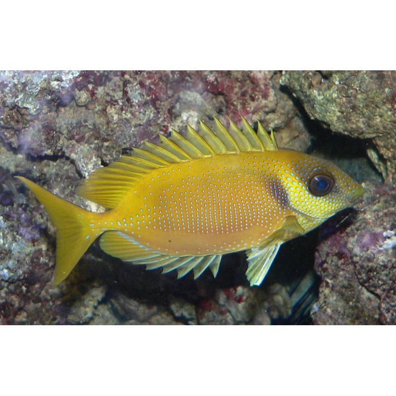 RabbitFish - Coral (Siganus corallinus)