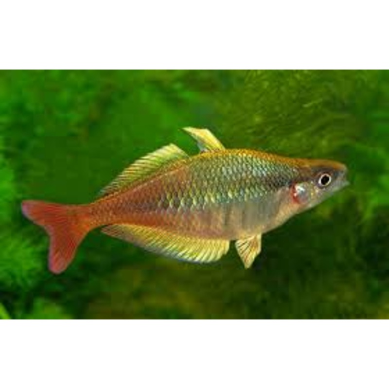 Rainbowfish - Bleher's (Chilatherina bleheri)