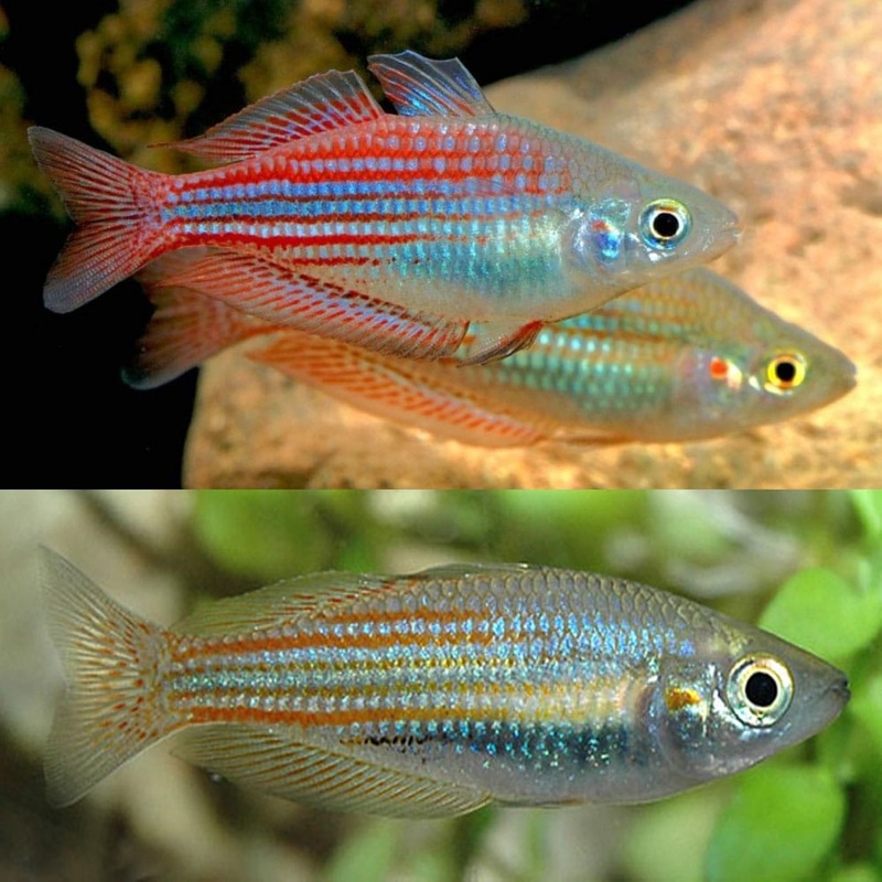 Rainbowfish - Utchee Creek