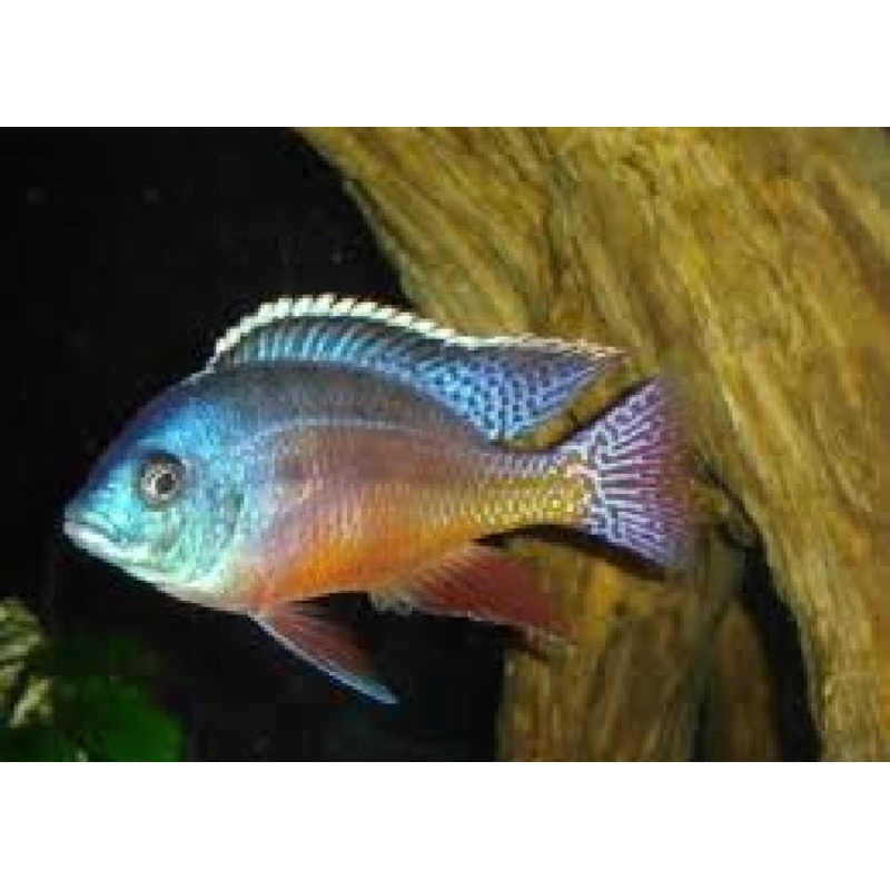 Red Empress Cichlid "Protomelas taeniolatus"- 2.5''