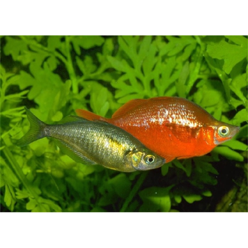 Red Rainbowfish "Glossolepis incisus"