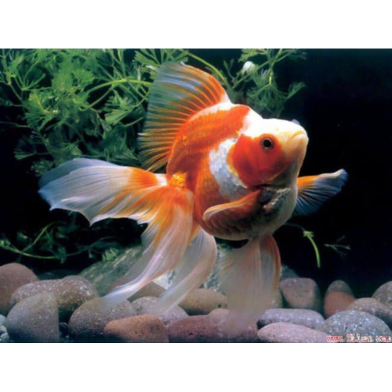 Ryukin Goldfish "Carassius auratus auratus" - 2''