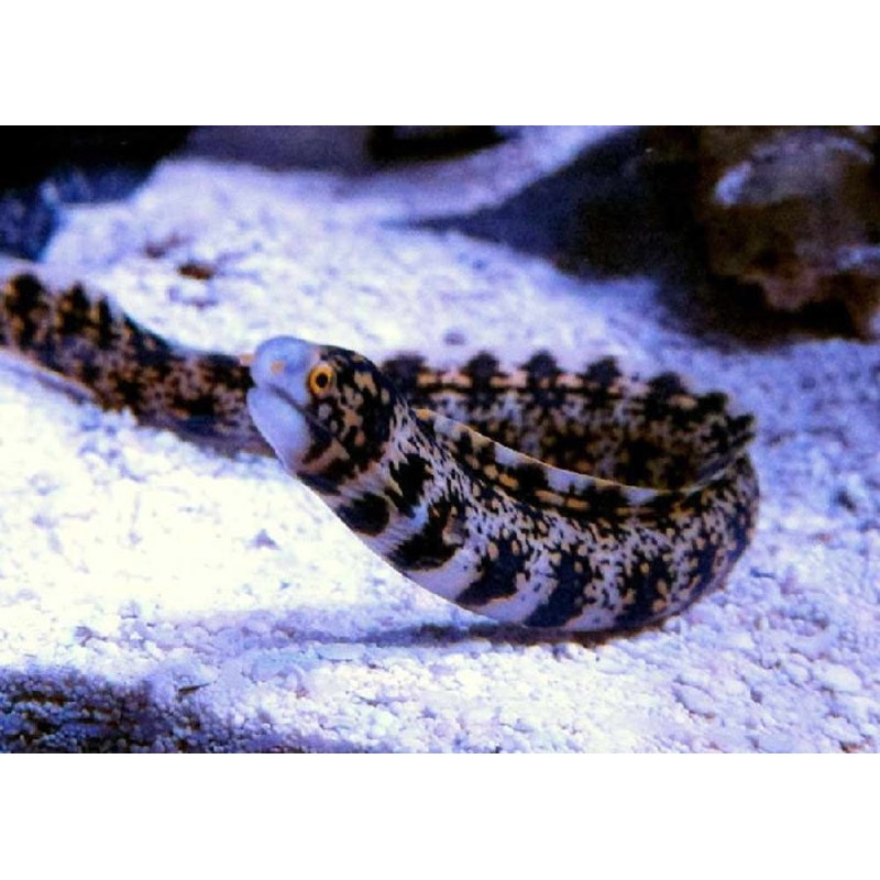 Saltwater Eels