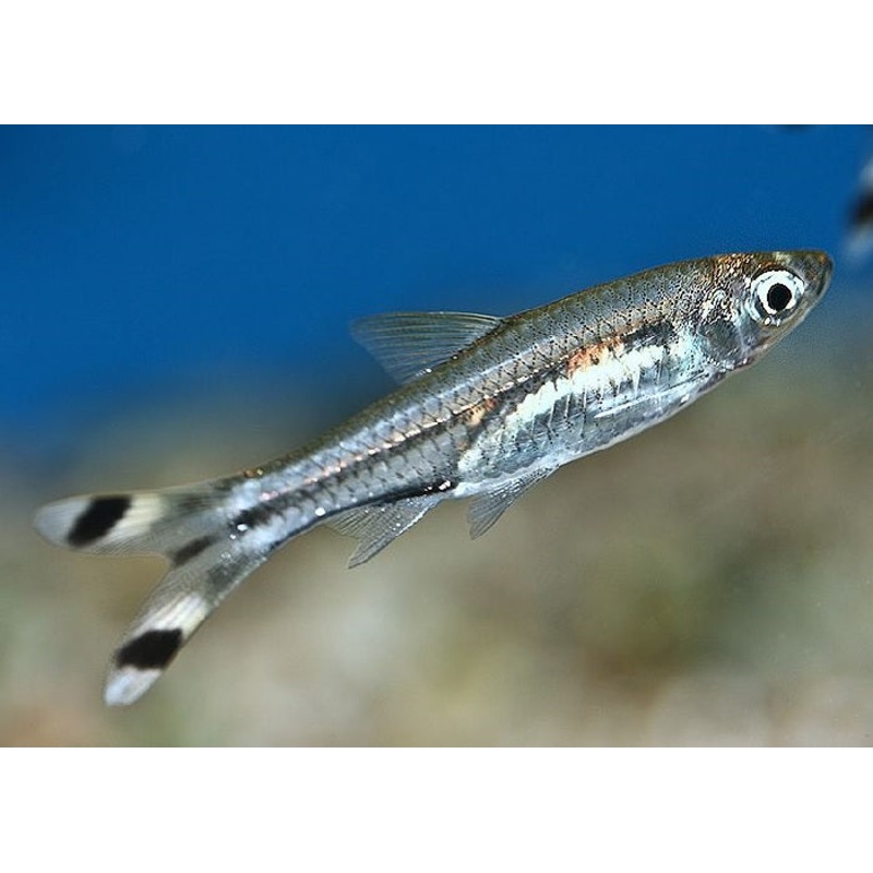 Scissortail Rasbora "Rasbora Trilineata"