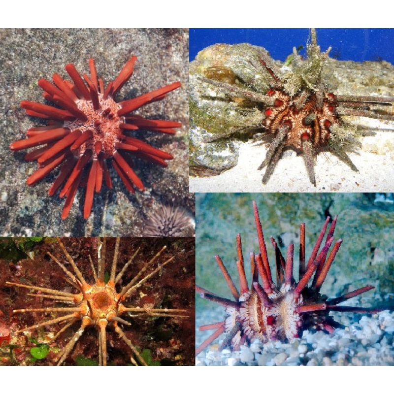 Slate Pencil Urchin "Eucidaris tribuloides"