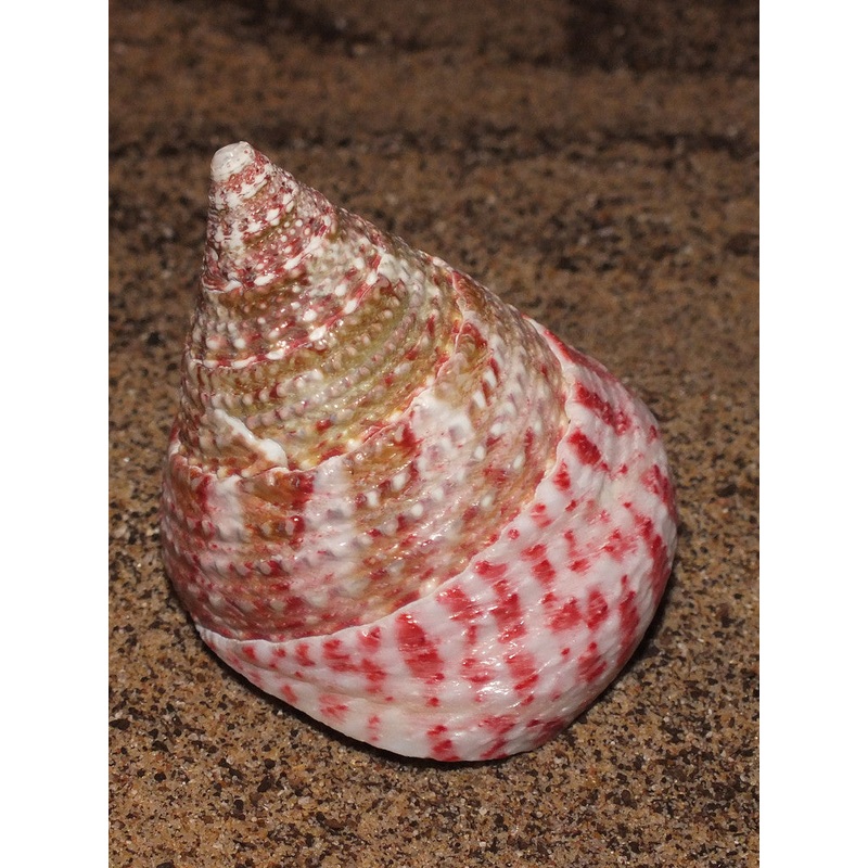 Strawberry Top Snail "Tectus conus"