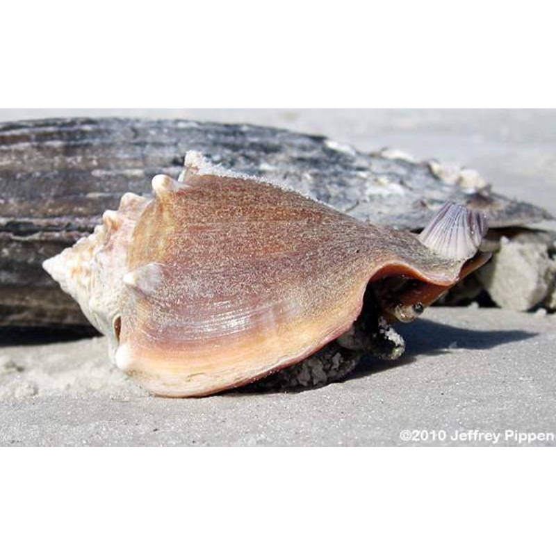 Strombus Conch Snail