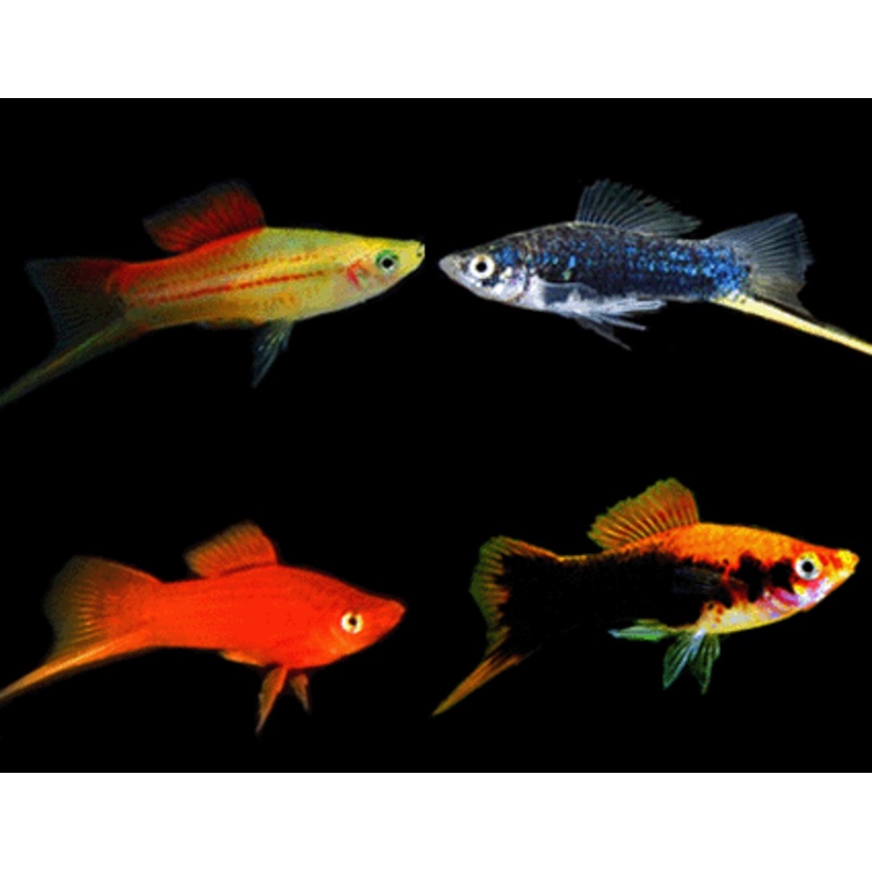 Swordtails "Xiphophorus helleri"
