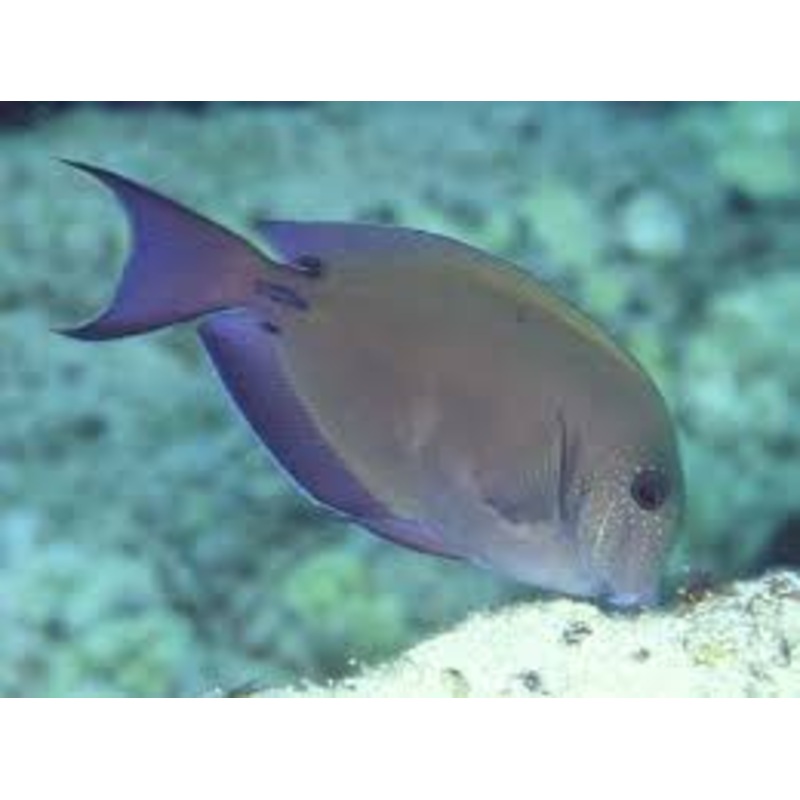 Tang - Lavender (Acanthurus nigrofuscus)