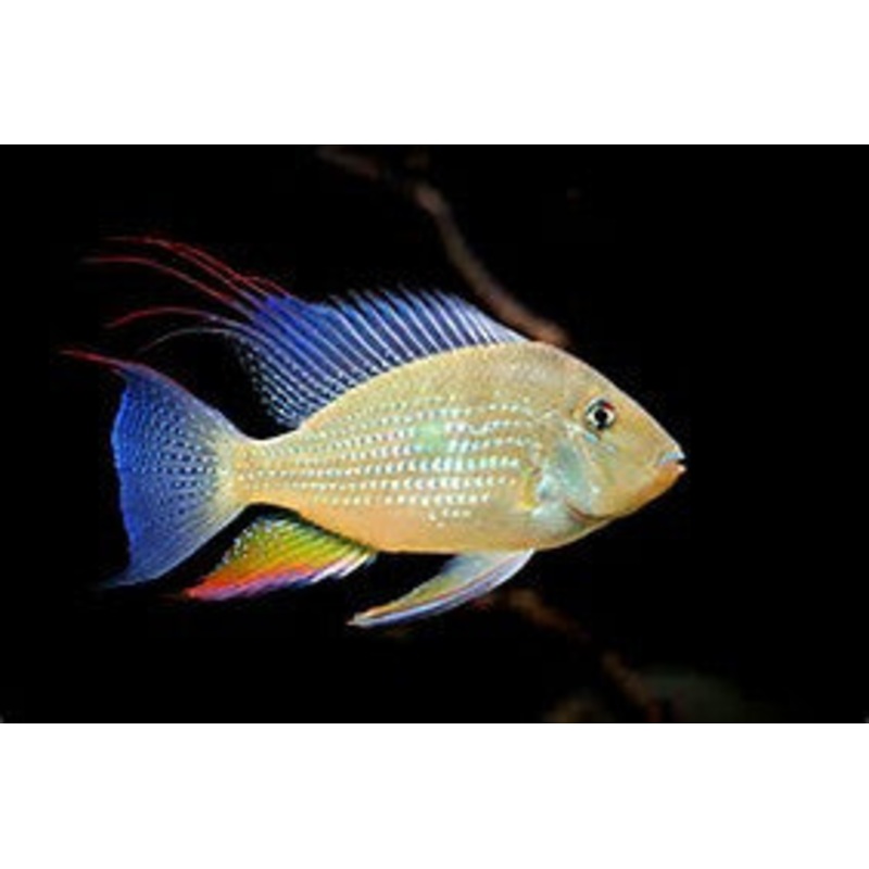 Threadfin Acara "Acarichthys heckelii"