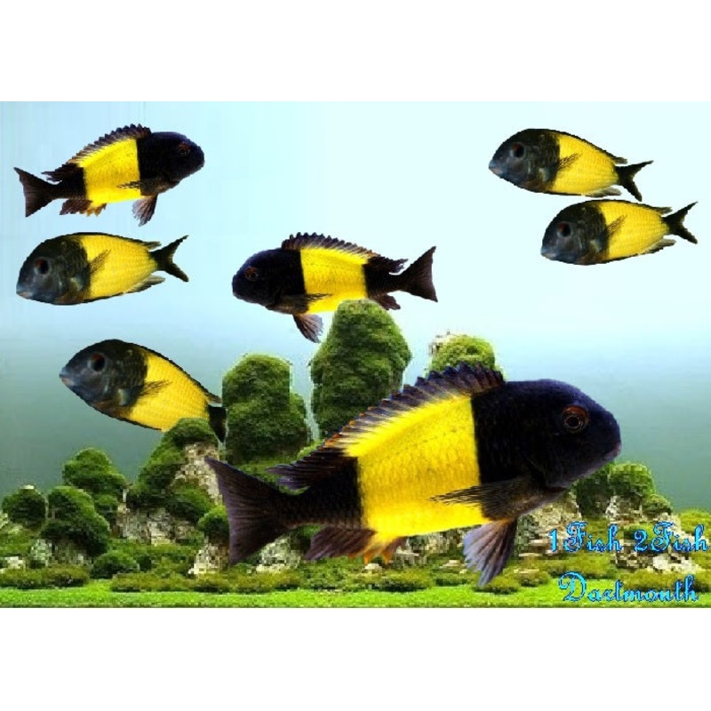 Tropheus Ikola 'Tropheus sp."Ikola"