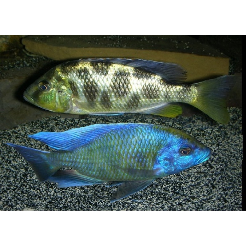 Venustus Cichlid "venustus"