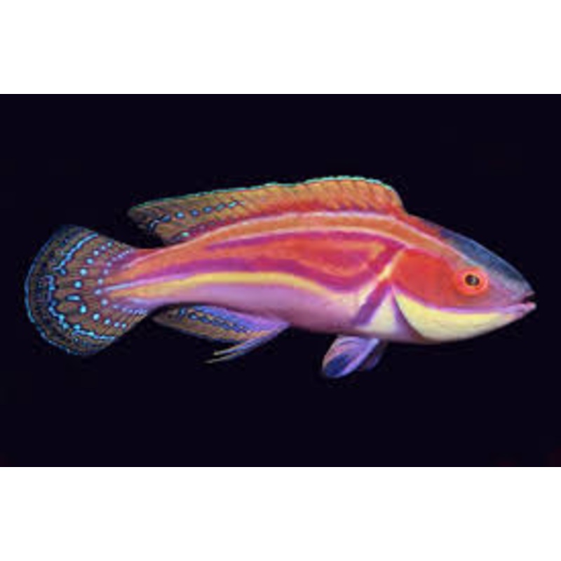 Wrasse - Magenta-Streaked Fairy (Cirrhilabrus laboutei)