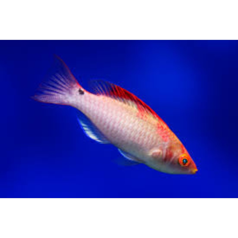 Wrasse - Mentawai Fairy (Cirrhilabrus adornatus)