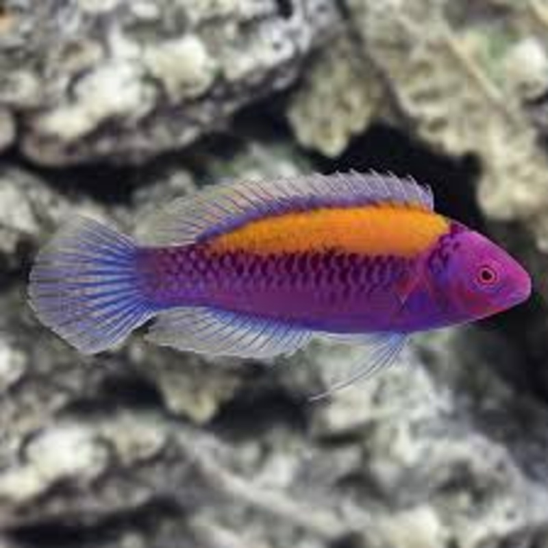 Wrasse - Orange-Back Fairy (Cirrhilabrus aurantidorsalis)