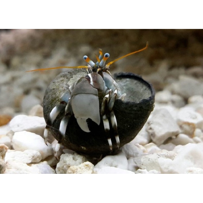 Zebra Hermit Crab "Calcinus sp."