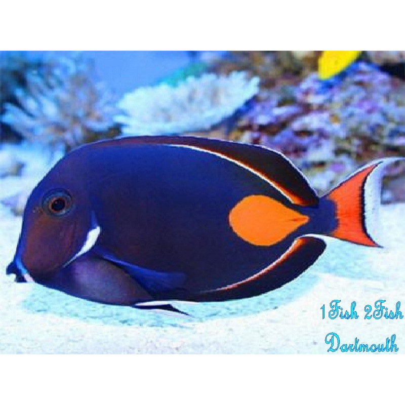 Achilles Tang "Acanthurus achilles"
