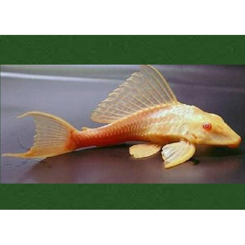 Albino High Fin Red Eye Catfish "Pterygoplichthys gibbiceps"