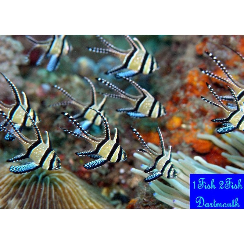Banggai Cardinal "Pterapogon  kauderni"