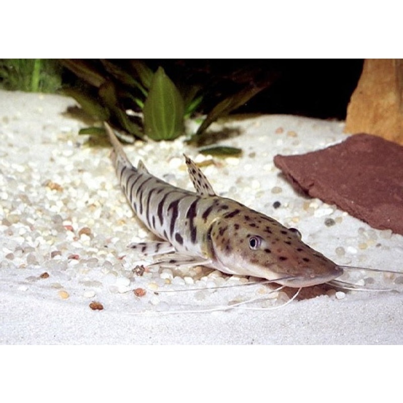 Barred Shovelnose Catfish "Pseudoplatystoma fasciatum"