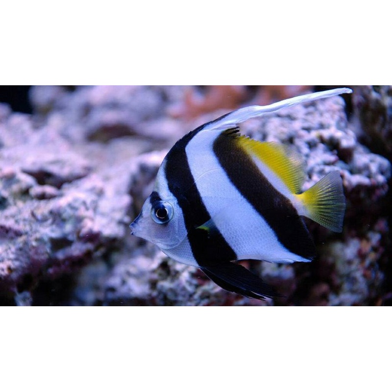 Black and White Heniochus "Heniochus acuminatus"